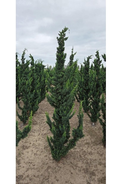 Chamaecyparis l. ’Wissel’s Saguaro’